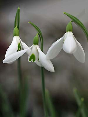 GALANTHUS 'ATKINSII'