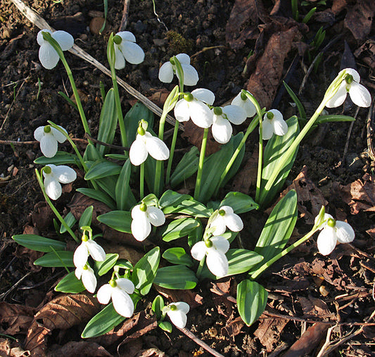 GALANTHUS PLICATUS 'AUGUSTUS'