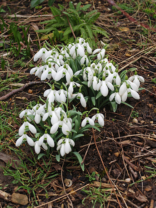 GALANTHUS 'BERTRAM ANDERSON'