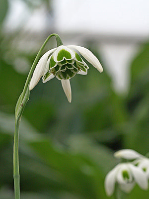 GALANTHUS 'DESDEMONA'