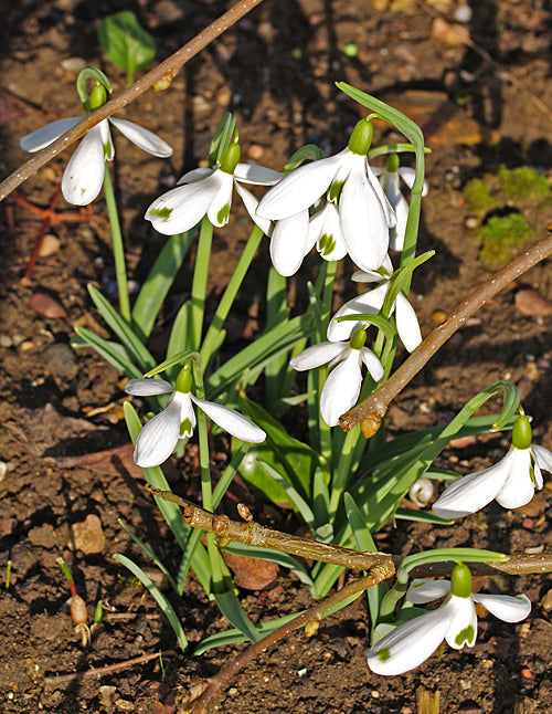GALANTHUS NIVALIS 'DAVID BAKER'