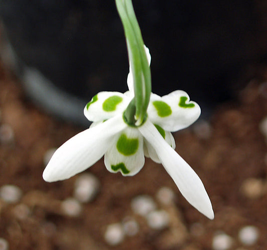 GALANTHUS ELWESII 'BALLERINA'