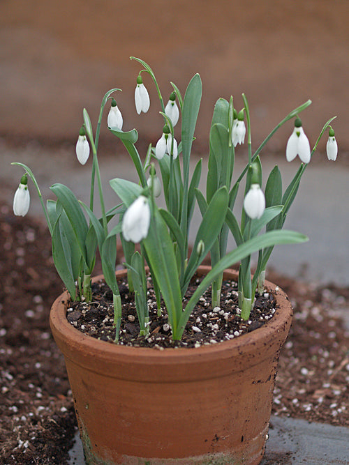 GALANTHUS ELWESII DECEMBER FLOWERING FORM