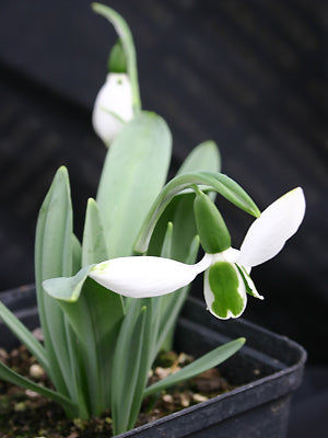 GALANTHUS ELWESII 'DECEMBER GREEN TIP'