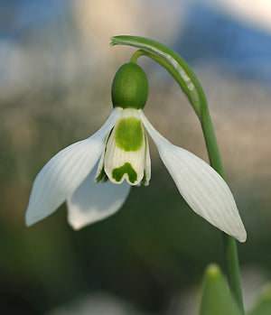GALANTHUS ELWESII 'EARLY TWIN'