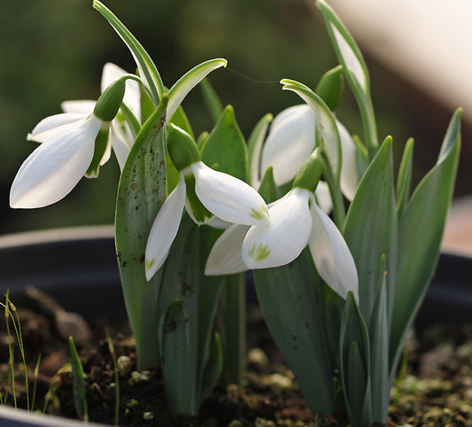 GALANTHUS ELWESII 'MISS MOWCHER'