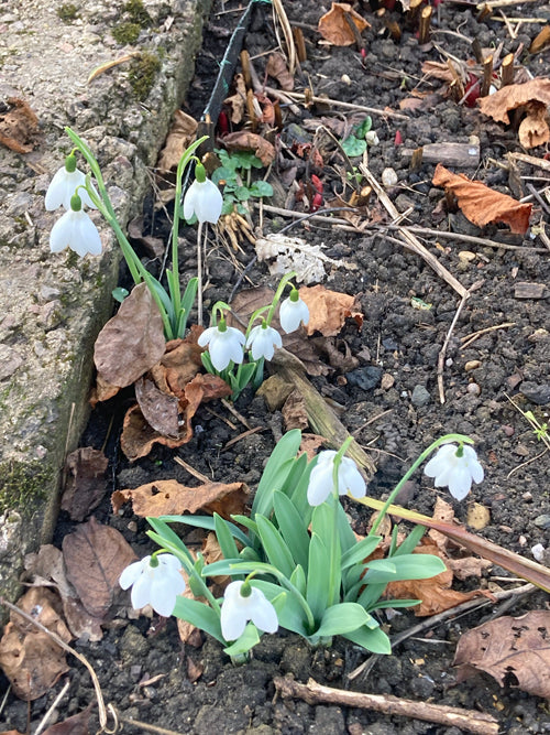 GALANTHUS ELWESII 'GODFREY OWEN'