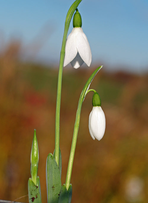 GALANTHUS ELWESII HIEMALIS GROUP 'RAINBOW FARM EARLY'