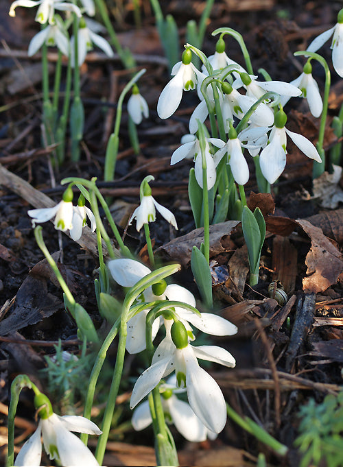 GALANTHUS ELWESII var.MONOSTICTUS 'HIEMALIS'