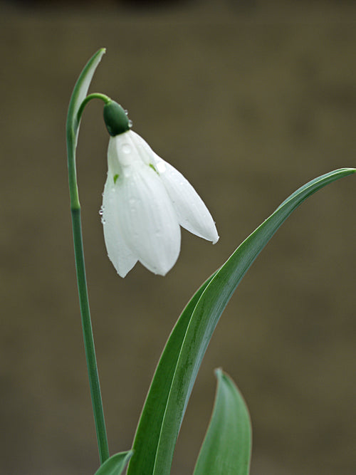 GALANTHUS ELWESII 'MARJORIE BROWN'