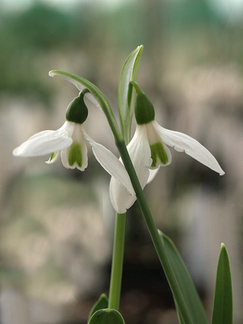 GALANTHUS ELWESII NOVEMBER FLOWERING FORM