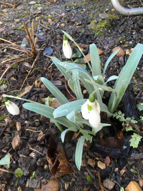 GALANTHUS ELWESII 'PENELOPE ANN'