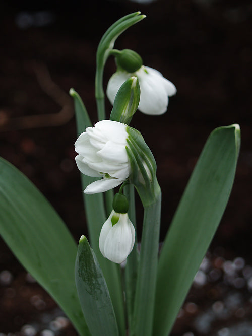 GALANTHUS ELWESII var.MONOSTICTUS 'SIAMESE TRIPLET'