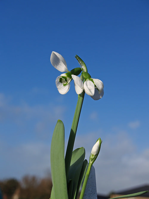 GALANTHUS ELWESII var.MONOSTICTUS 'SIAMESE TWIN'