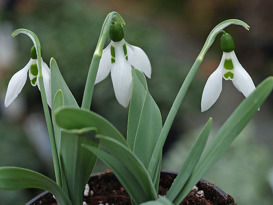 GALANTHUS ELWESII 'XXX'