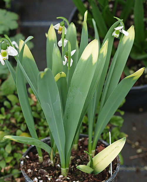 GALANTHUS ELWESII var.yyy