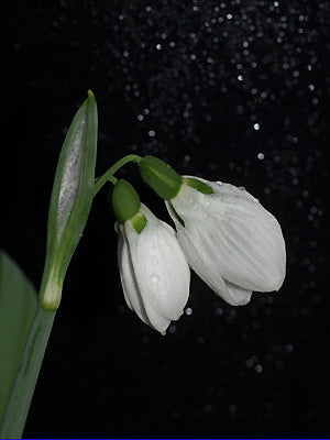 GALANTHUS ELWESII var.MONOSTICTUS 'ECHOES OF CHRISTMAS'