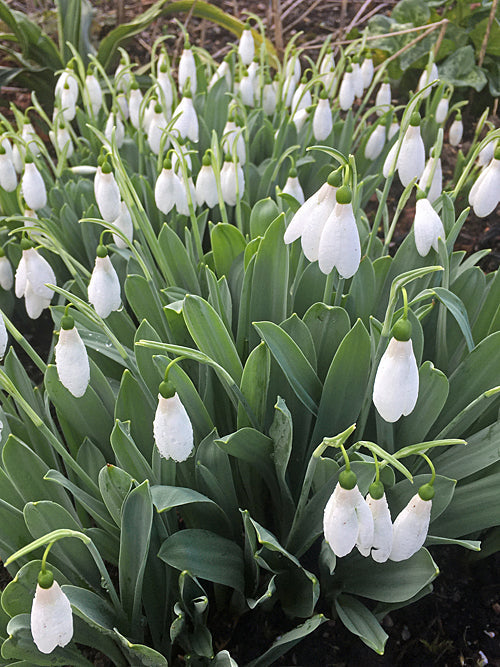 GALANTHUS ELWESII