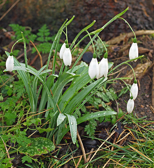 GALANTHUS 'FLY FISHING'