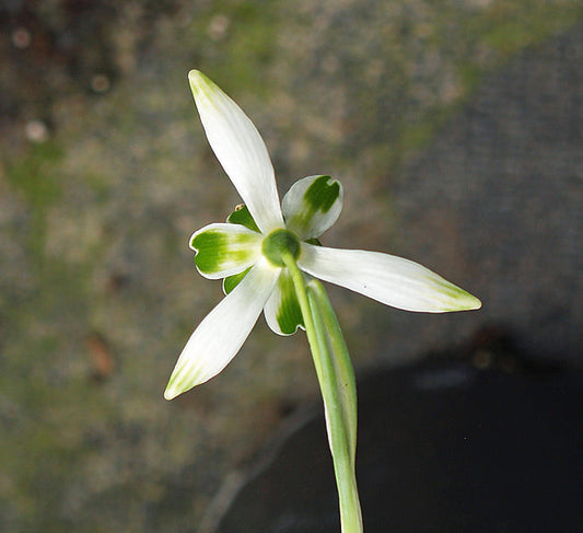 GALANTHUS 'FORGE DOUBLE'
