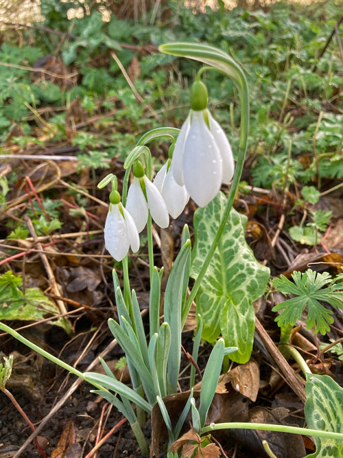 GALANTHUS 'GEORGE ELWES'