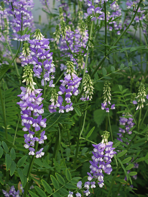 GALEGA 'HIS MAJESTY'