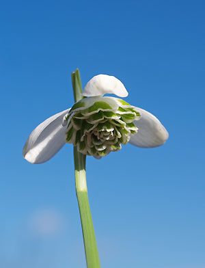 GALANTHUS 'HIPPOLYTA'