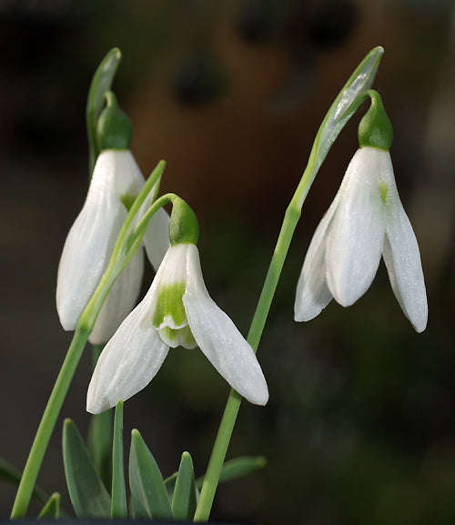 GALANTHUS 'KINN McINTOSH'