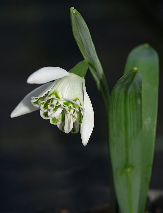 GALANTHUS 'LADY BEATRIX STANLEY'