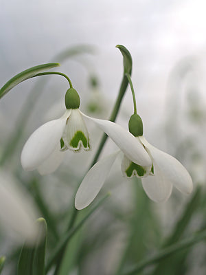 GALANTHUS 'MAGNET'