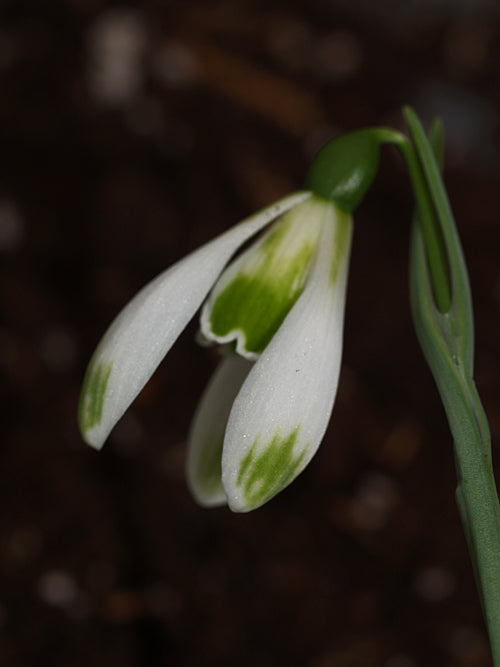 GALANTHUS 'MODERN ART'