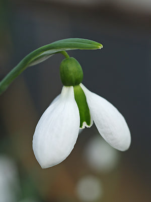 GALANTHUS 'MERLIN'