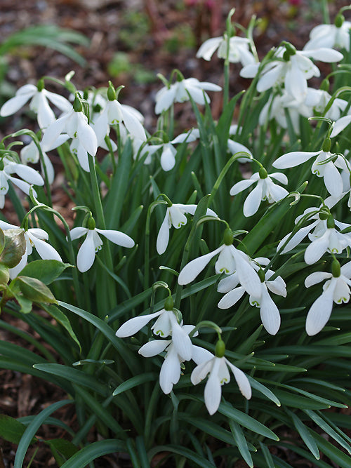 GALANTHUS 'MRS THOMPSON'