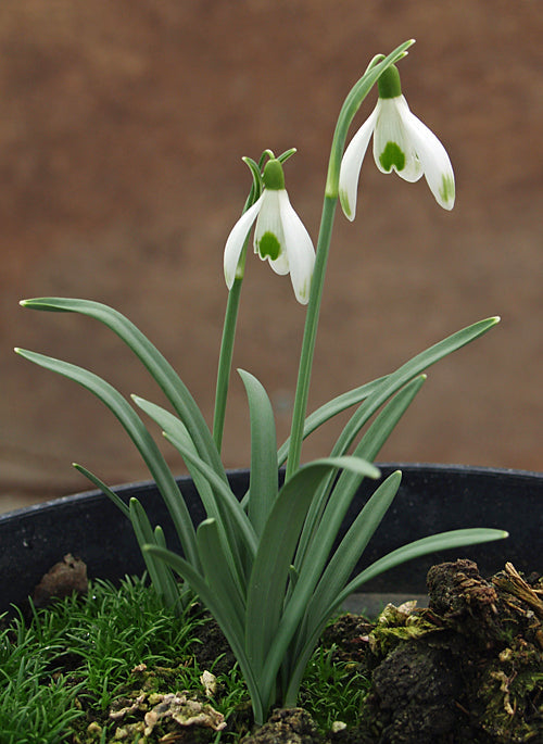 GALANTHUS NIVALIS 'ELFIN'