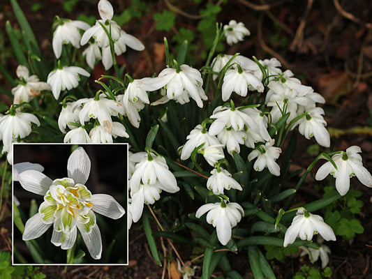 GALANTHUS NIVALIS 'FLORE PLENO'