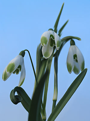 GALANTHUS NIVALIS 'VIRIDAPICE'