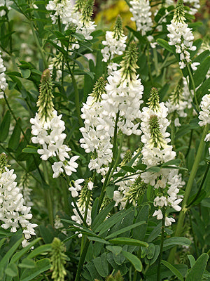GALEGA OFFICINALIS 'ALBA'