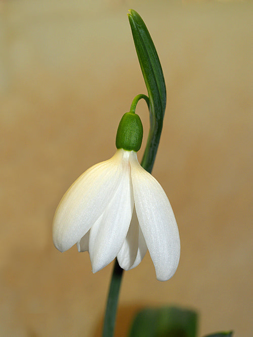 GALANTHUS PLICATUS 'E.A.BOWLES'