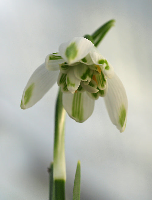 GALANTHUS NIVALIS f.PLENIFLORUS 'PUSEY GREEN TIPS'