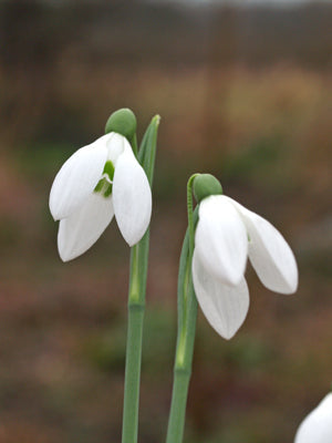 GALANTHUS PLICATUS large hybrid
