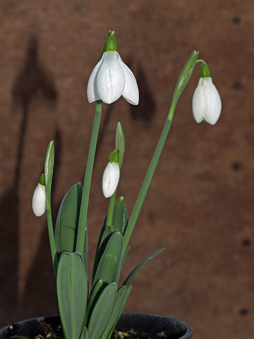 GALANTHUS PLICATUS 'PRISCILLA BACON'