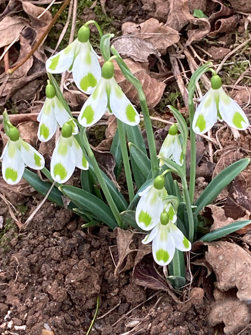 GALANTHUS 'PHIL CORNISH'