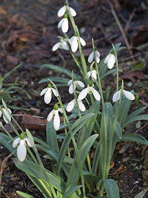 GALANTHUS PLICATUS 'COLOSSUS'