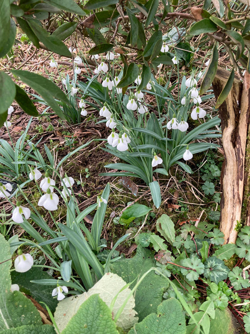 GALANTHUS PLICATUS 'DIGGORY'