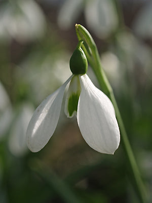 GALANTHUS PLICATUS