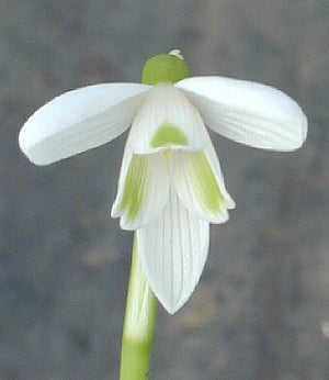 GALANTHUS PESHMENII