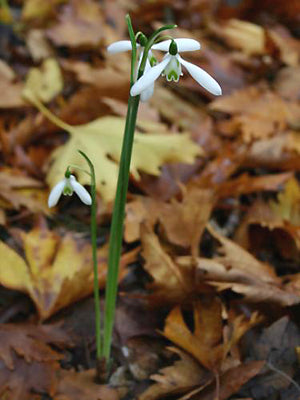 GALANTHUS REGINAE-OLGAE