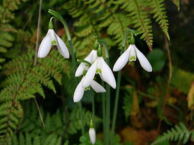 GALANTHUS REGINAE-OLGAE subsp.REGINAE-OLGAE