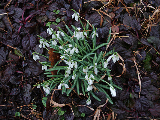 GALANTHUS REGINAE-OLGAE subsp.VERNALIS