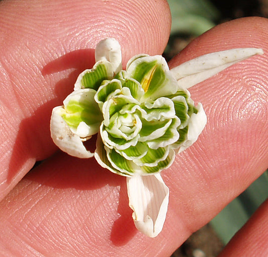 GALANTHUS 'RICHARD AYRES'